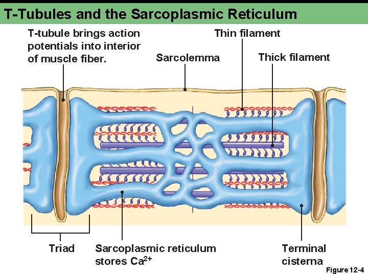 T-Tubules and the Sarcoplasmic Reticulum T-tubule brings action potentials into interior of muscle fiber.