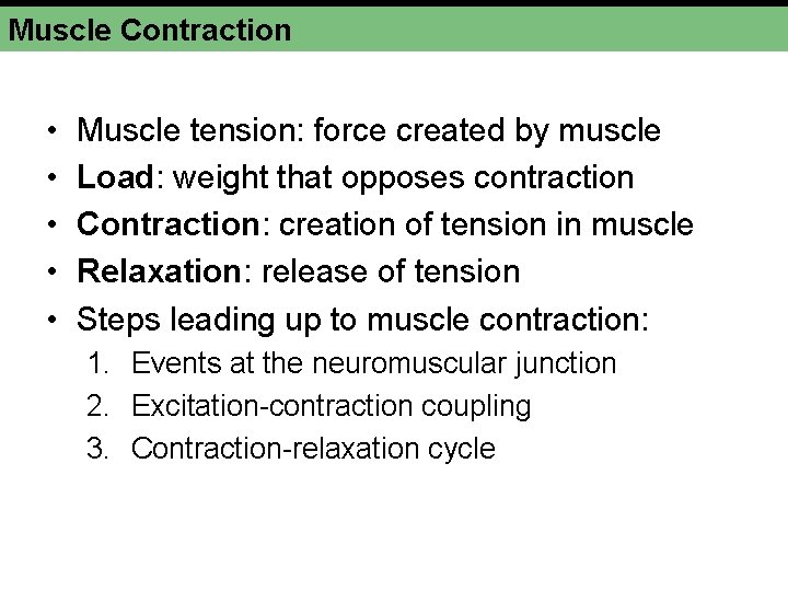 Muscle Contraction • • • Muscle tension: force created by muscle Load: weight that