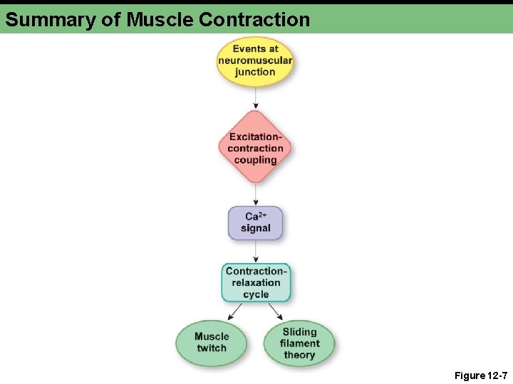 Summary of Muscle Contraction Figure 12 -7 