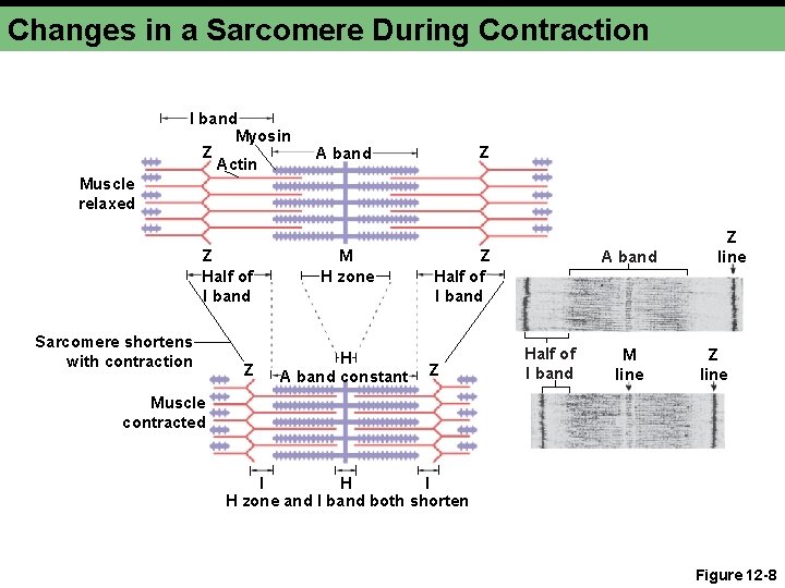 Changes in a Sarcomere During Contraction I band Myosin Z Actin Z A band