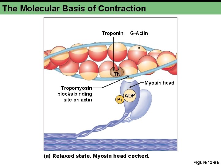 The Molecular Basis of Contraction Troponin G-Actin TN Tropomyosin blocks binding site on actin