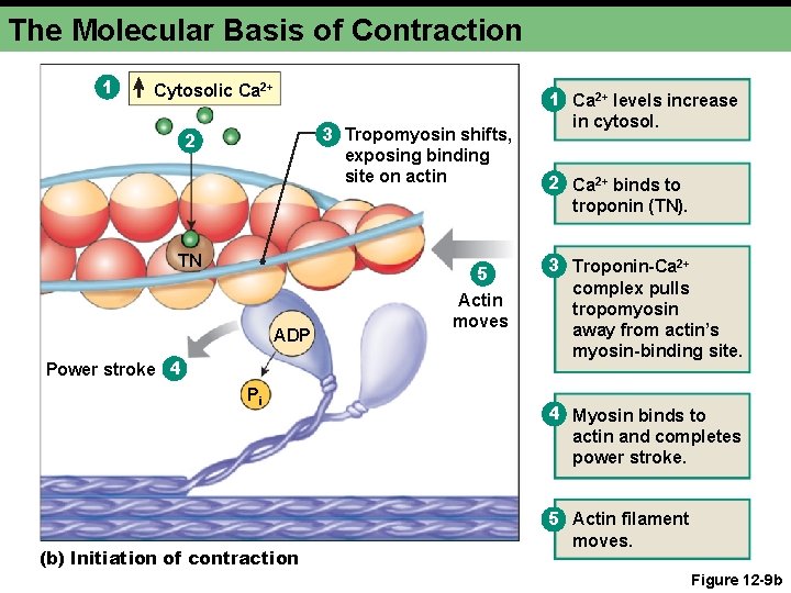 The Molecular Basis of Contraction 1 Cytosolic Ca 2+ 3 Tropomyosin shifts, exposing binding