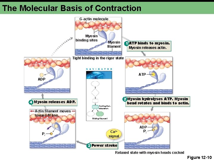 The Molecular Basis of Contraction G-actin molecule Myosin binding sites Myosin filament 1 ATP