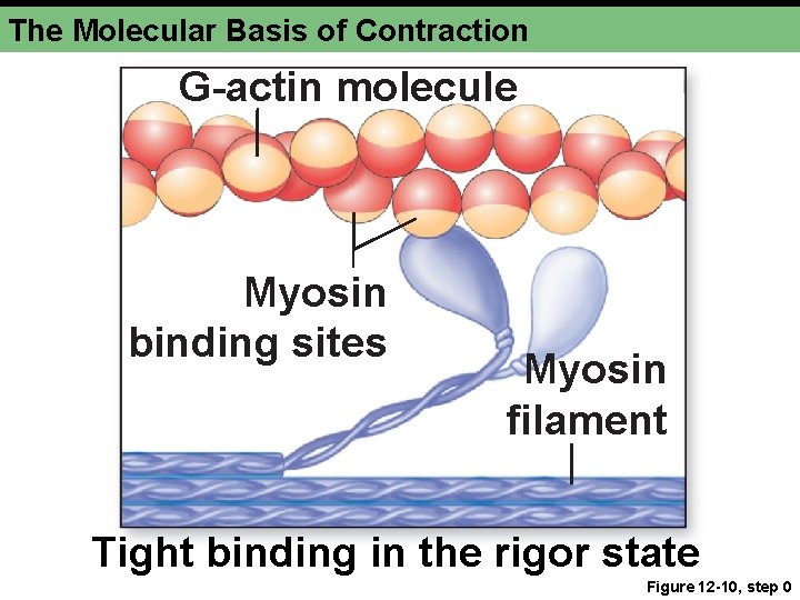 The Molecular Basis of Contraction G-actin molecule Myosin binding sites Myosin filament Tight binding