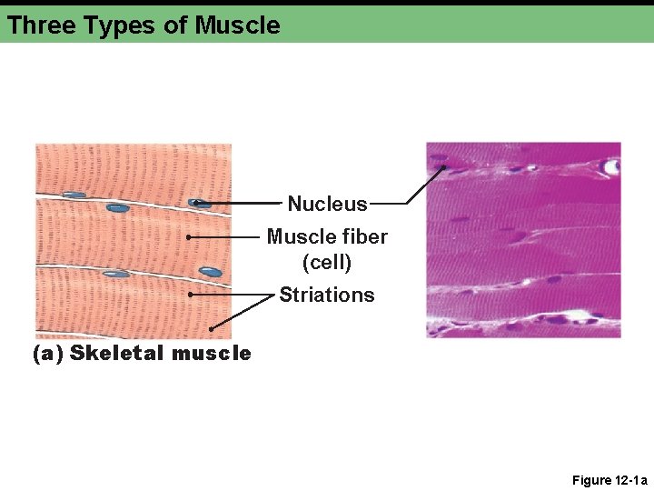 Three Types of Muscle Nucleus Muscle fiber (cell) Striations (a) Skeletal muscle Figure 12