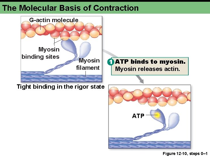 The Molecular Basis of Contraction G-actin molecule Myosin binding sites Myosin filament 1 ATP