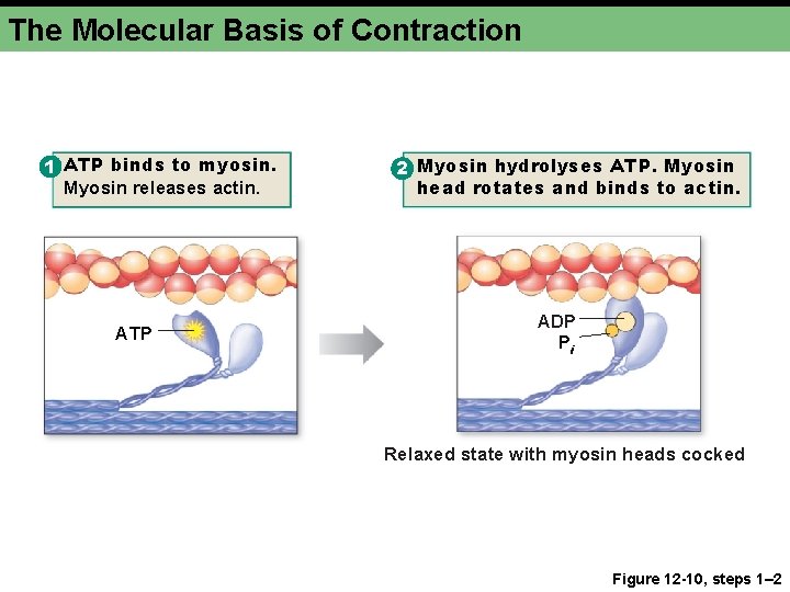 The Molecular Basis of Contraction 1 ATP binds to myosin. Myosin releases actin. ATP