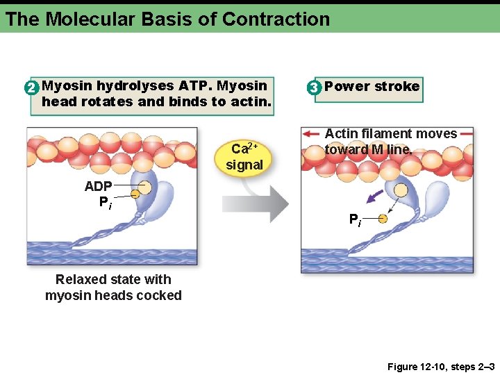 The Molecular Basis of Contraction 2 Myosin hydrolyses ATP. Myosin head rotates and binds