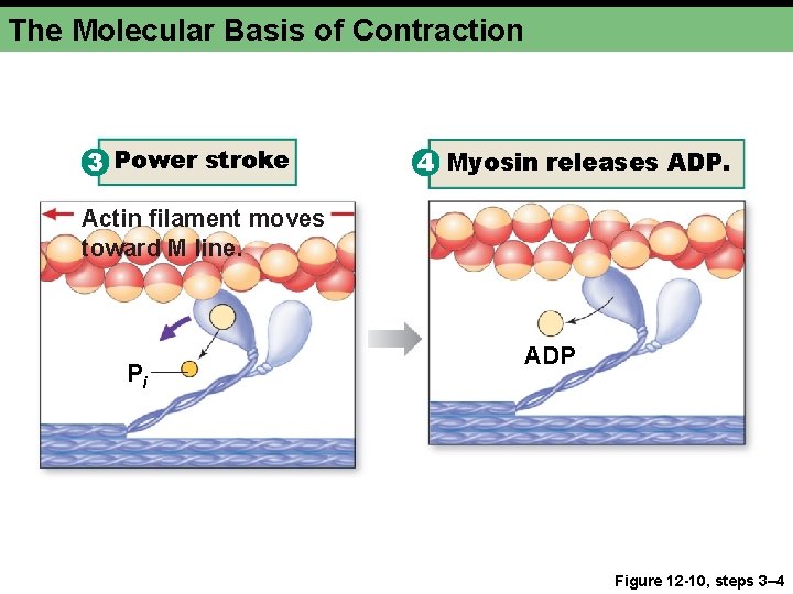 The Molecular Basis of Contraction 3 Power stroke 4 Myosin releases ADP. Actin filament