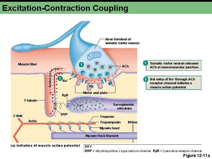 Excitation-Contraction Coupling Axon terminal of somatic motor neuron 1 Muscle fiber 2 ACh 1