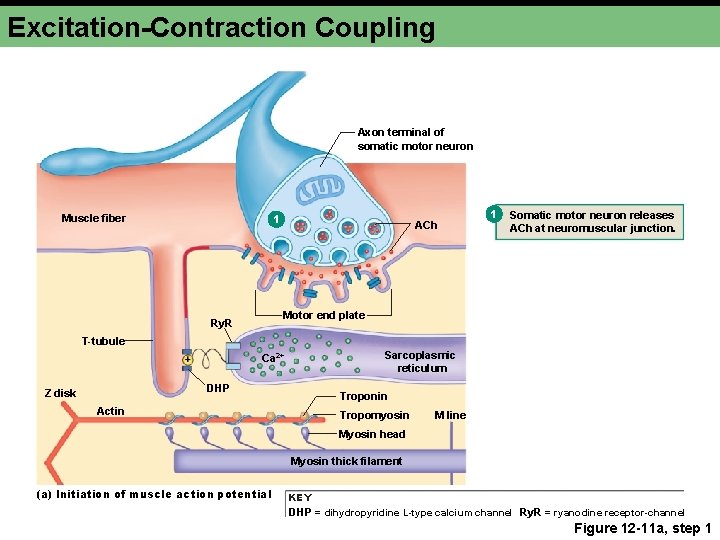 Excitation-Contraction Coupling Axon terminal of somatic motor neuron 1 Muscle fiber ACh 1 Somatic