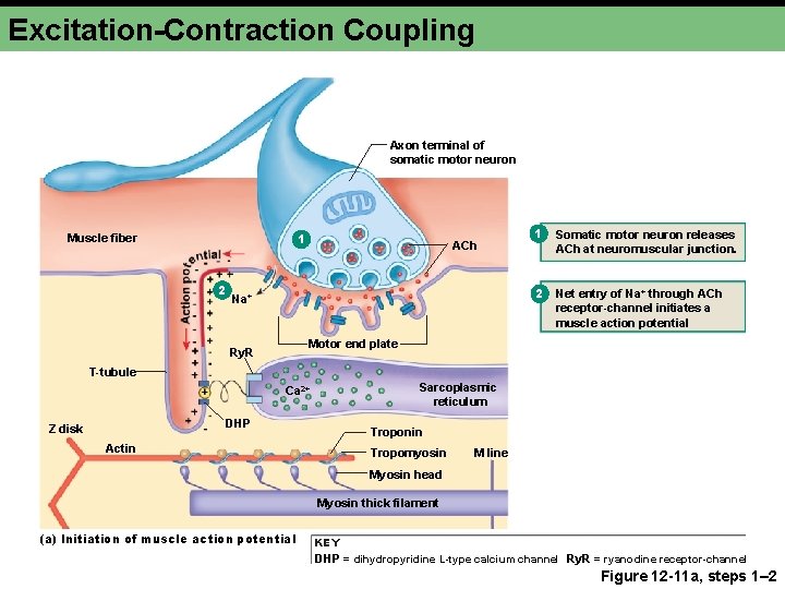 Excitation-Contraction Coupling Axon terminal of somatic motor neuron 1 Muscle fiber 2 ACh 1
