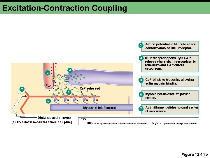 Excitation-Contraction Coupling 3 3 4 DHP receptor opens Ry. R Ca 2+ release channels