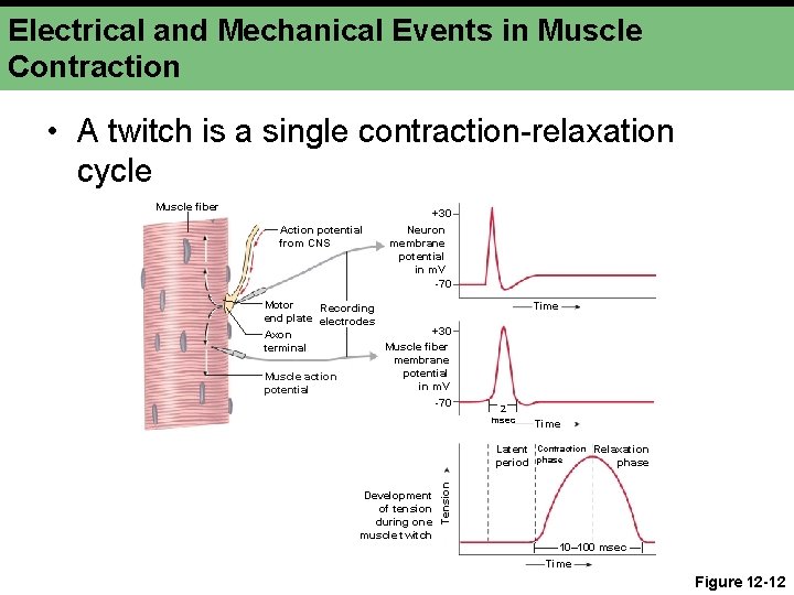 Electrical and Mechanical Events in Muscle Contraction • A twitch is a single contraction-relaxation