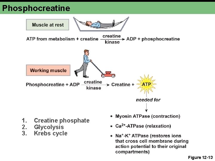 Phosphocreatine 1. 2. 3. Creatine phosphate Glycolysis Krebs cycle Figure 12 -13 