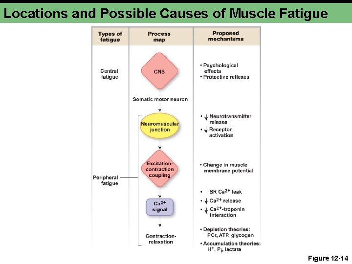 Locations and Possible Causes of Muscle Fatigue Figure 12 -14 
