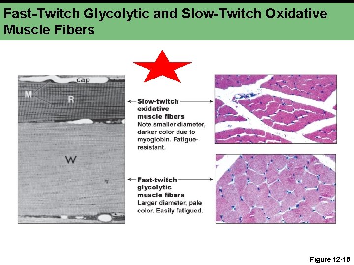 Fast-Twitch Glycolytic and Slow-Twitch Oxidative Muscle Fibers Figure 12 -15 