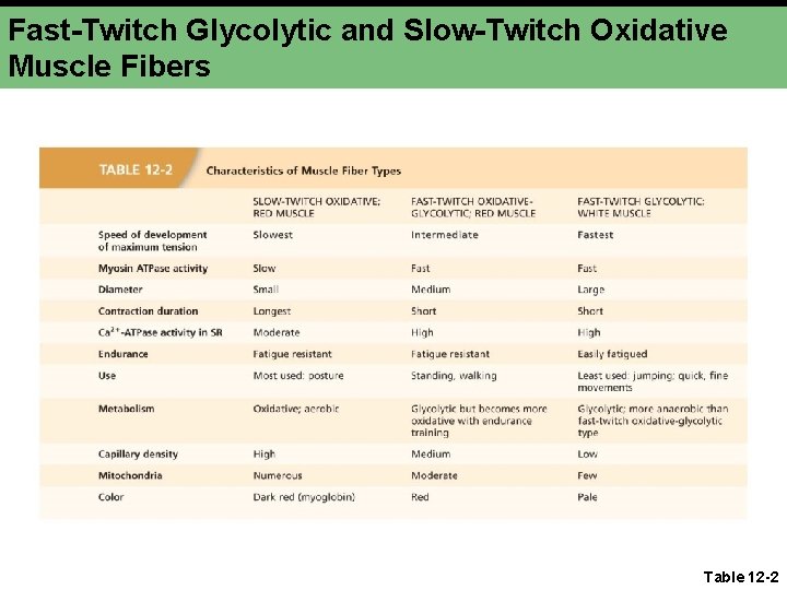 Fast-Twitch Glycolytic and Slow-Twitch Oxidative Muscle Fibers Table 12 -2 