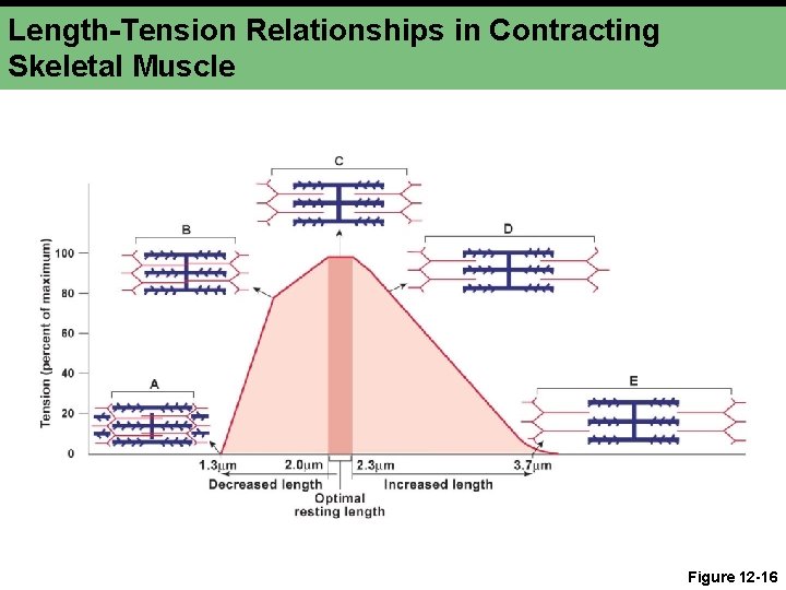 Length-Tension Relationships in Contracting Skeletal Muscle Figure 12 -16 