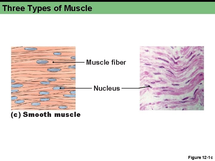 Three Types of Muscle fiber Nucleus (c) Smooth muscle Figure 12 -1 c 