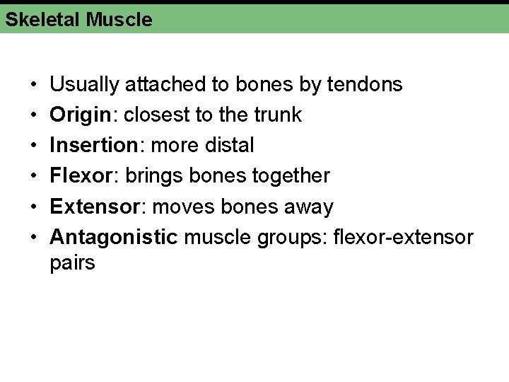 Skeletal Muscle • • • Usually attached to bones by tendons Origin: closest to