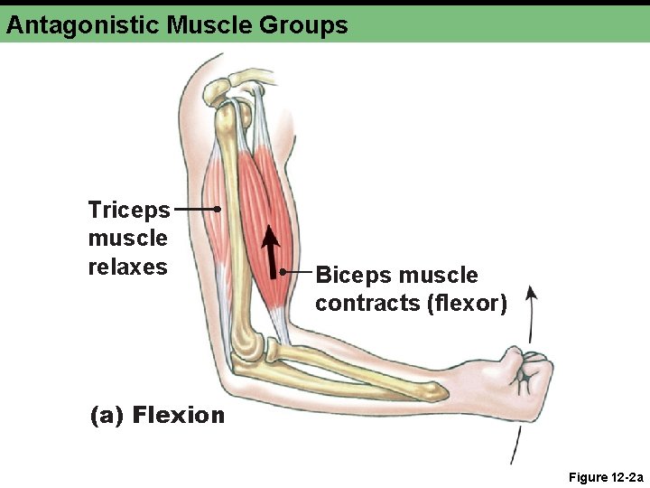 Antagonistic Muscle Groups Triceps muscle relaxes Biceps muscle contracts (flexor) (a) Flexion Figure 12