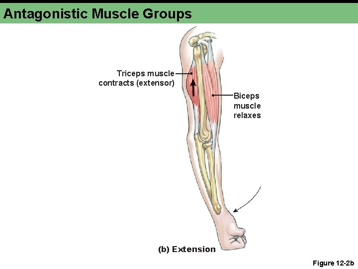 Antagonistic Muscle Groups Triceps muscle contracts (extensor) Biceps muscle relaxes (b) Extension Figure 12