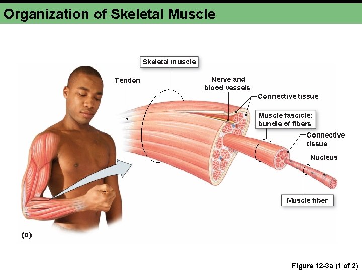 Organization of Skeletal Muscle Skeletal muscle Tendon Nerve and blood vessels Connective tissue Muscle