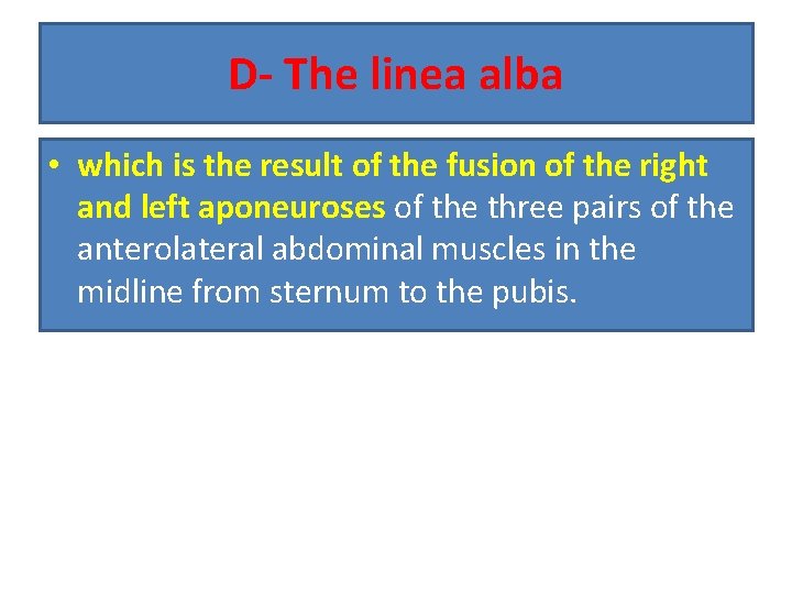 D- The linea alba • which is the result of the fusion of the