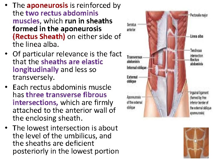  • The aponeurosis is reinforced by the two rectus abdominis muscles, which run