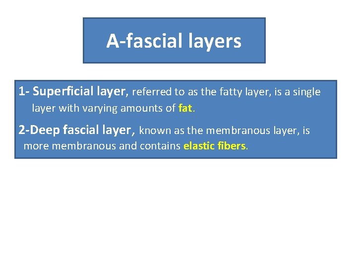 A-fascial layers 1 - Superficial layer, referred to as the fatty layer, is a