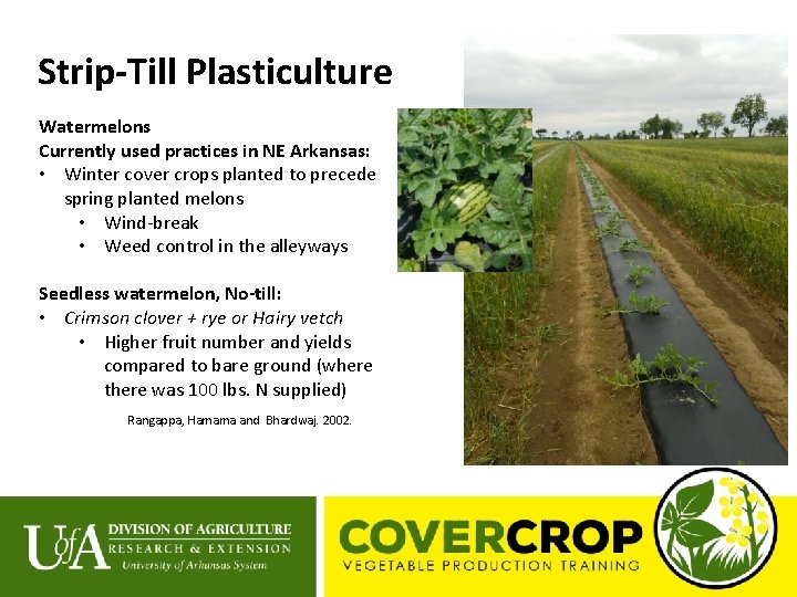 Strip-Till Plasticulture Watermelons Currently used practices in NE Arkansas: • Winter cover crops planted