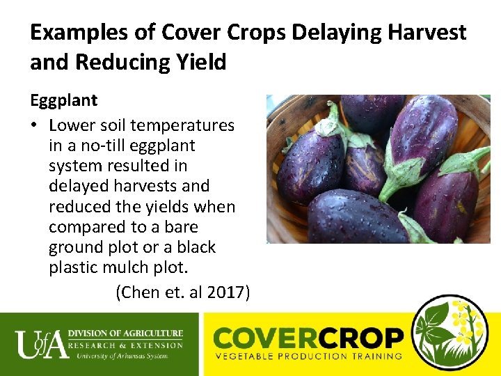 Examples of Cover Crops Delaying Harvest and Reducing Yield Eggplant • Lower soil temperatures