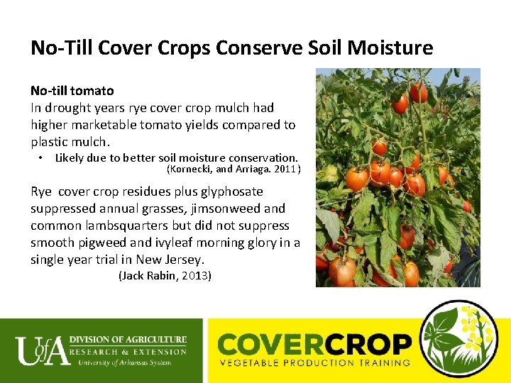 No-Till Cover Crops Conserve Soil Moisture No-till tomato In drought years rye cover crop