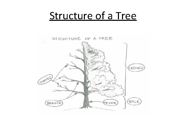 Structure of a Tree 