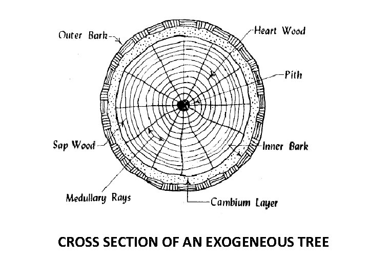 CROSS SECTION OF AN EXOGENEOUS TREE 