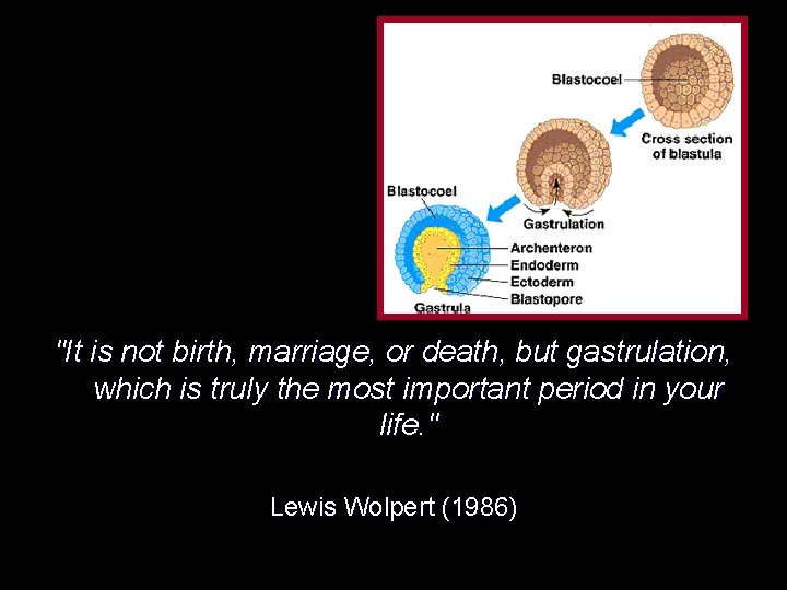"It is not birth, marriage, or death, but gastrulation, which is truly the most