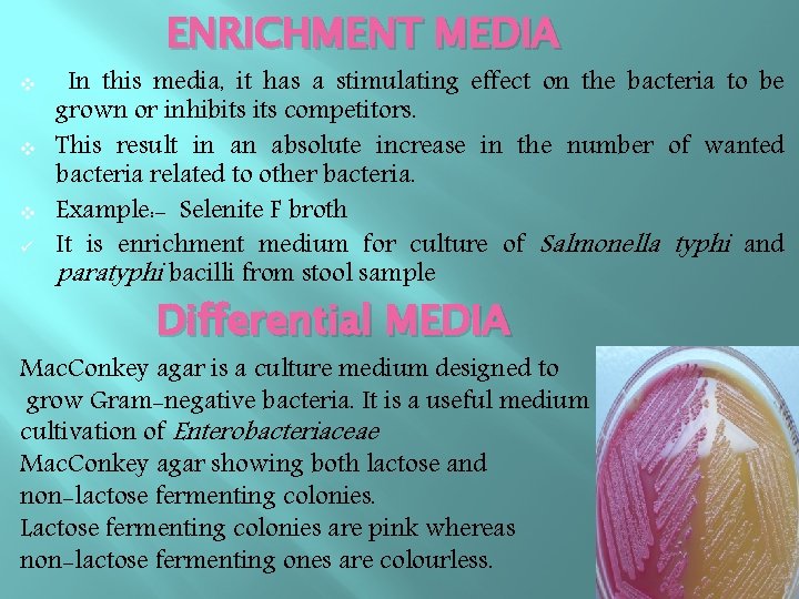 ENRICHMENT MEDIA v v v ü In this media, it has a stimulating effect