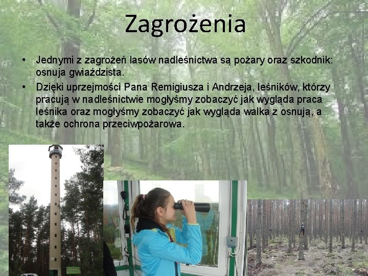 Zagrożenia • Jednymi z zagrożeń lasów nadleśnictwa są pożary oraz szkodnik: osnuja gwiaździsta. •