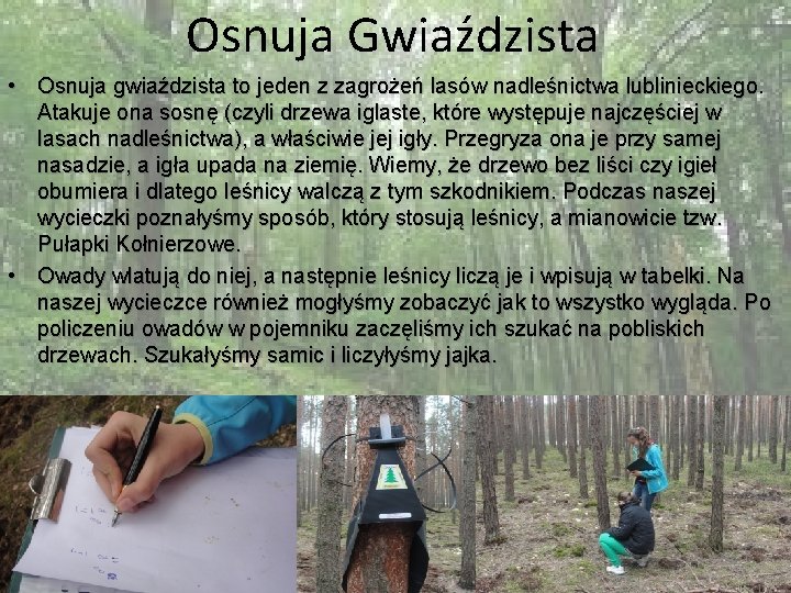 Osnuja Gwiaździsta • Osnuja gwiaździsta to jeden z zagrożeń lasów nadleśnictwa lublinieckiego. Atakuje ona