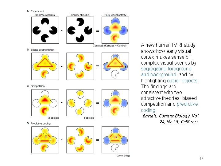 A new human f. MRI study shows how early visual cortex makes sense of
