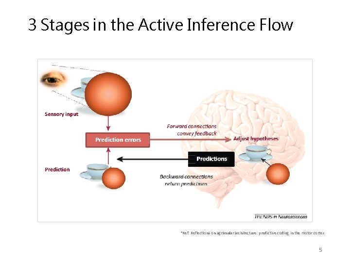 3 Stages in the Active Inference Flow *Ref: Reflections on agranular architecture: predictive coding