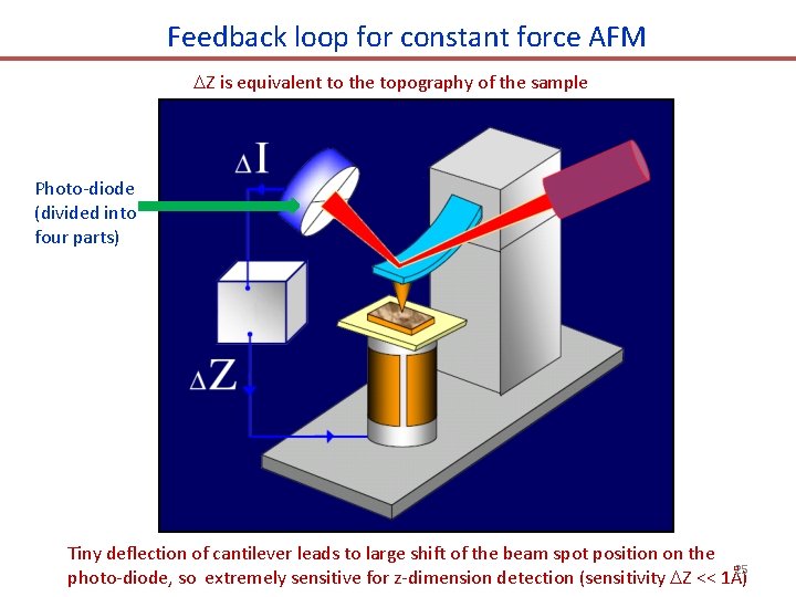 Feedback loop for constant force AFM Z is equivalent to the topography of the