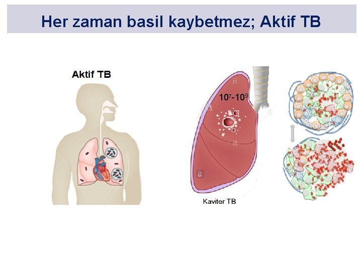 Her zaman basil kaybetmez; Aktif TB 107 -109 