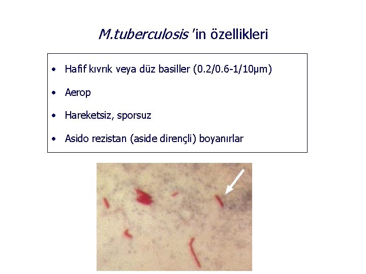 M. tuberculosis ’in özellikleri • Hafif kıvrık veya düz basiller (0. 2/0. 6 -1/10µm)