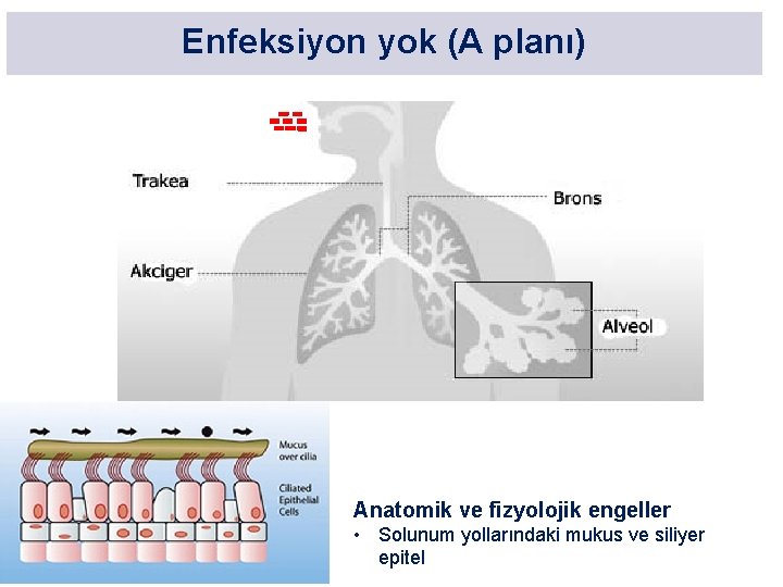 Enfeksiyon yok (A planı) Anatomik ve fizyolojik engeller • Solunum yollarındaki mukus ve siliyer