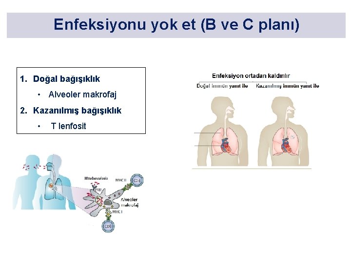 Enfeksiyonu yok et (B ve C planı) 1. Doğal bağışıklık • Alveoler makrofaj 2.
