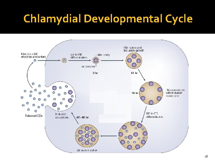 Chlamydial Developmental Cycle 16 
