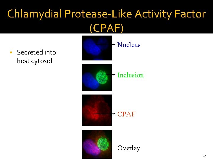 Chlamydial Protease-Like Activity Factor (CPAF) Secreted into host cytosol Nucleus Inclusion CPAF Overlay 17