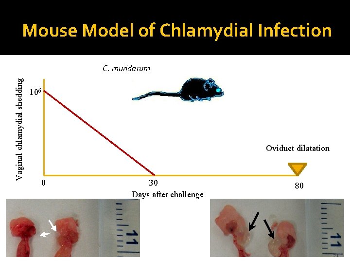 Mouse Model of Chlamydial Infection Vaginal chlamydial shedding C. muridarum 106 Oviduct dilatation 0